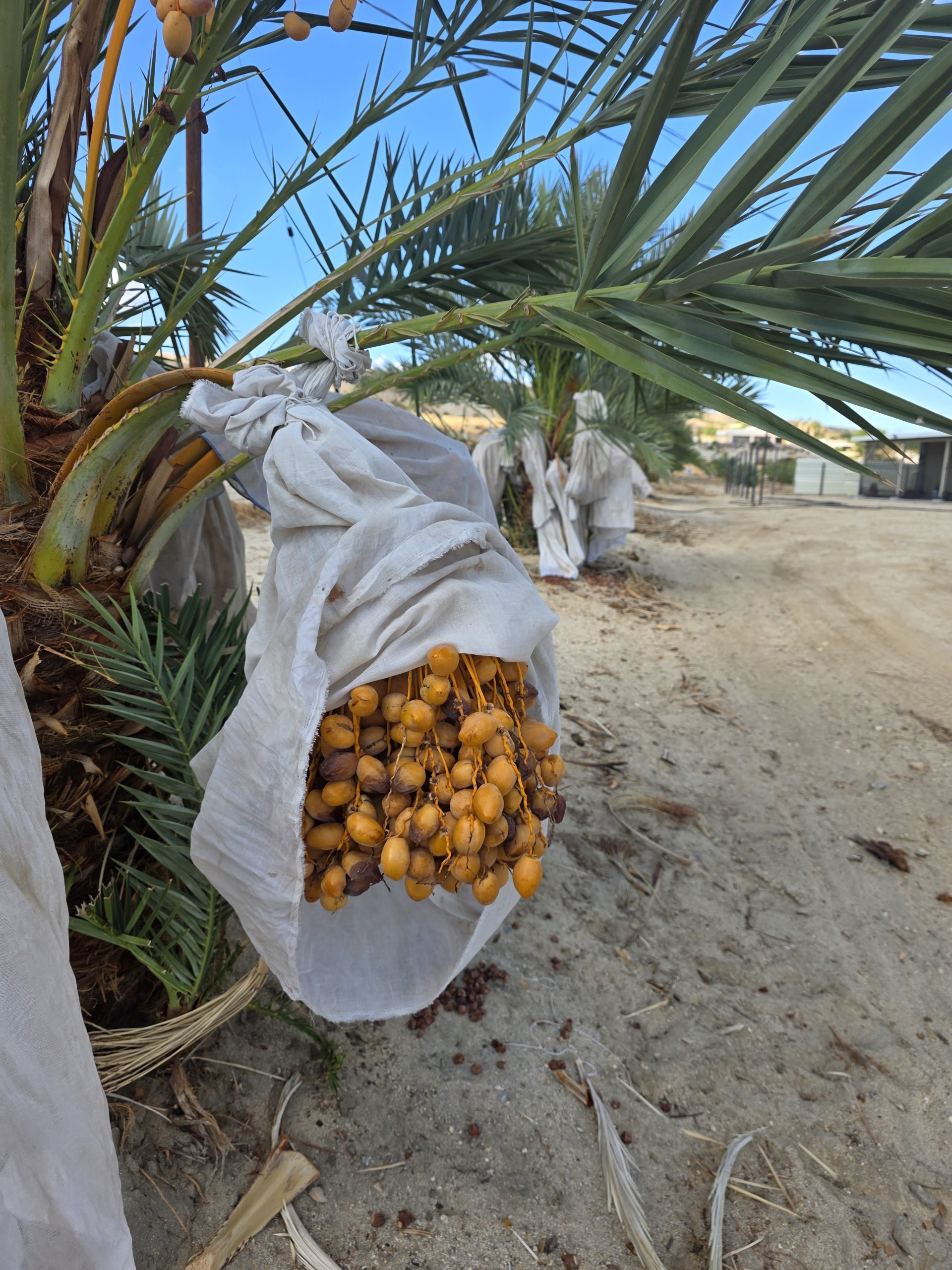 Coachella Valley Dates: A Private Chef’s Guide to Medjool, Barhi and Zahidi
