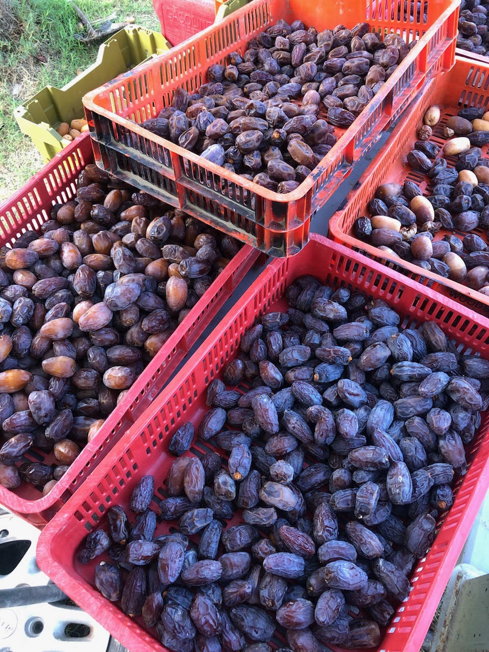 Red harvest crates full of freshly picked Medjool dates at a Coachella Valley farm
